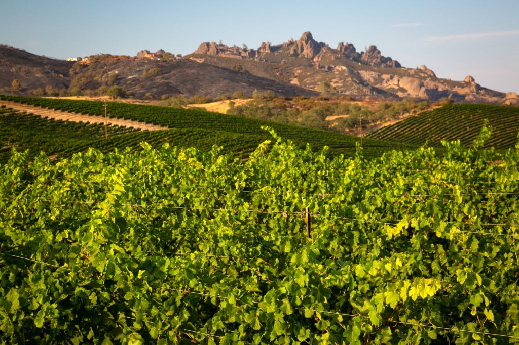 Chalone Vineyards Pinnacles National Park 210729 78 Lower Vineyard Vista Vineyard Pinnacles